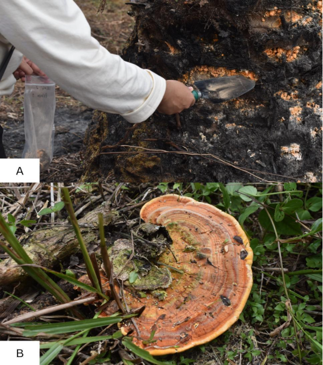 4F and BRIN Conduct Field Study on the Impact of Forest Conservation on Land Productivity in Sanggau Regency